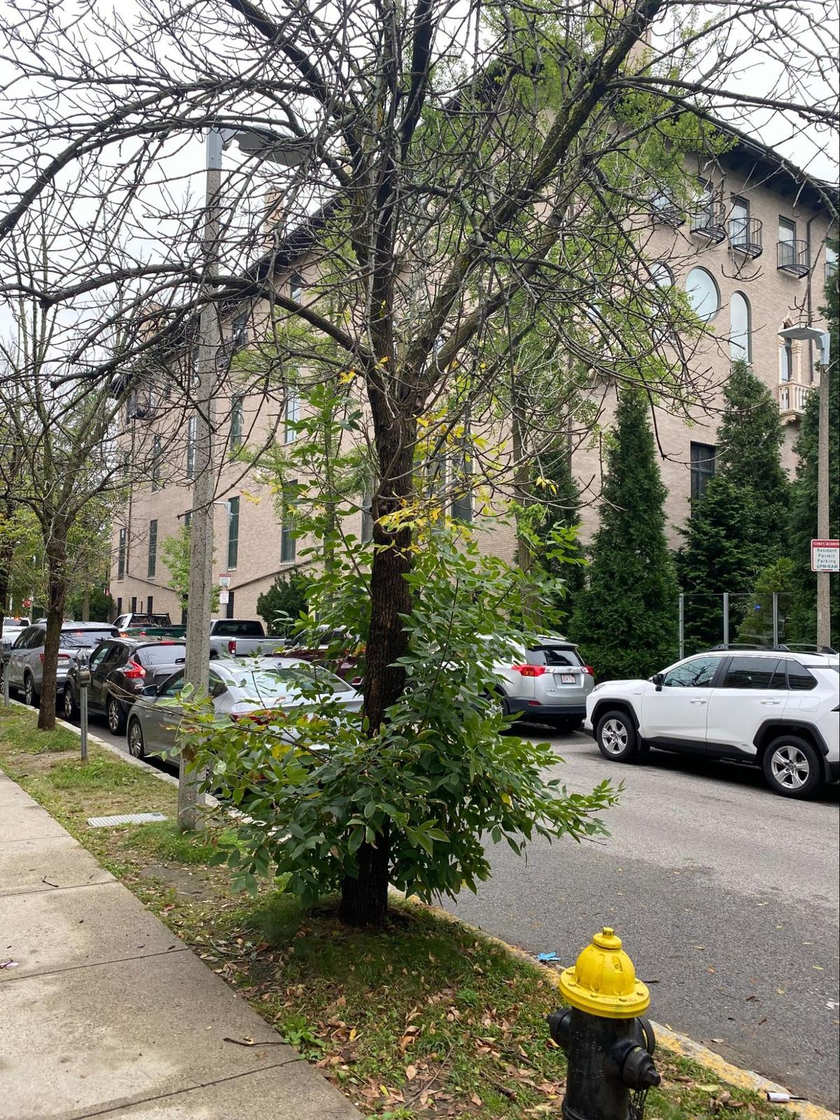 Ash Tree care plan for Boston announced Boston.gov